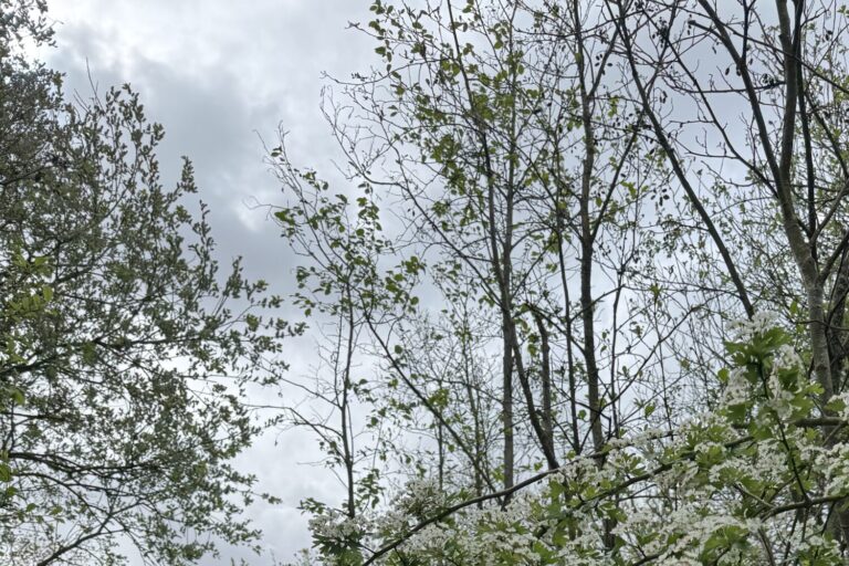 White spring flowers along a quiet forest path, representing mindfulness, slowing down, and noticing nature during a reflective walk.
