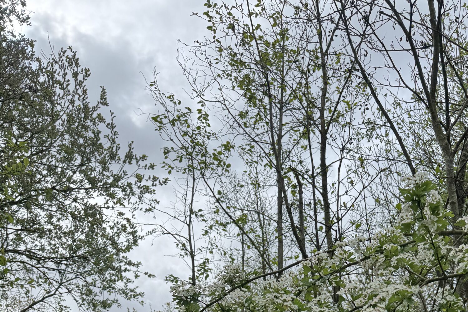 White spring flowers along a quiet forest path, representing mindfulness, slowing down, and noticing nature during a reflective walk.