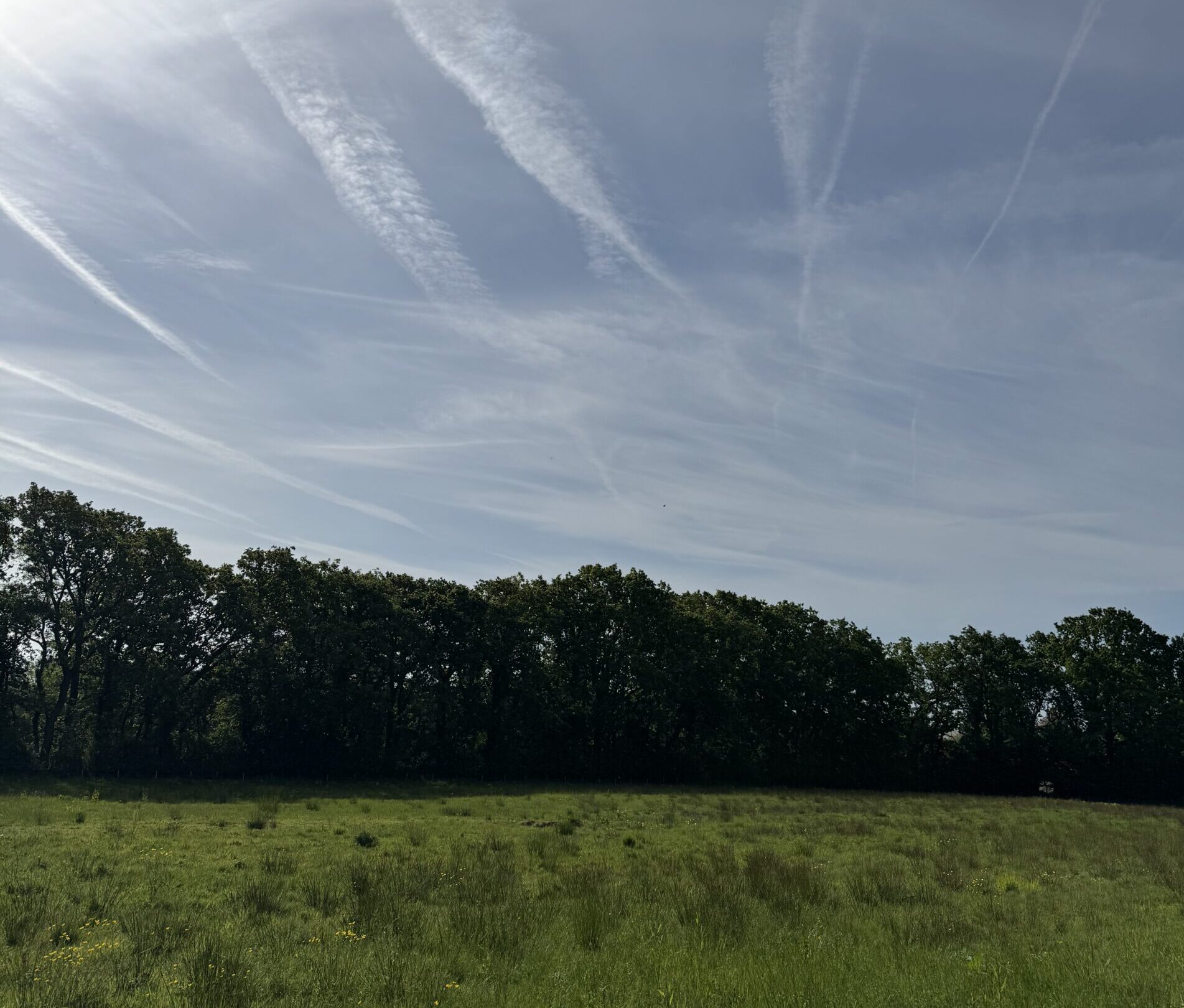 Wide green meadow with a line of tree beneath a bright sky streaked with wispy cloud trails